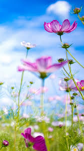 Find the large collection of 67000+ purple flowers background images on pngtree. Beautiful Purple Flower Iphone Wallpapers