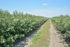 You don't need an orchard, but planting at least two trees is a requirement for fruit production. Green Light For The Export Of Serbian Apple Fruit Trees To The Eu Market Nieuwsbericht Agroberichten Buitenland