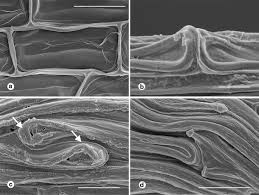 Image result for Bolusiella iridifolia