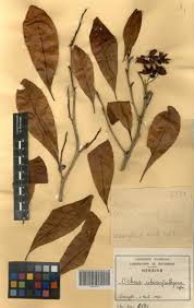 Image result for Ochna schweinfurthiana