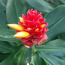 Image result for Costus
