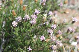 Image result for Dicoma arenaria