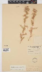 Image result for Berkheya bipinnatifida