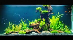 Cara membersihkan aquarium air tawar. Cara Membuat Aquascape Yang Mudah Dwi Puspita Lifestyle Blogger Surabaya