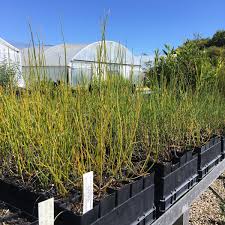Image result for Casuarina verticillata