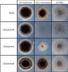 Aspergillus niger est largement répandu (fruits et légumes moisis, fourrage, produits laitiers, semences de maïs). Plos Genetics Identification Of A Novel L Rhamnose Uptake Transporter In The Filamentous Fungus Aspergillus Niger