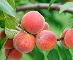 Image result for Prunus persica