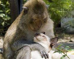 Tananarive Due On Twitter Animals Friends Unusual Animal Friends Animals Friendship