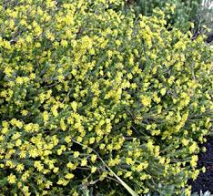 Image result for Gnidia chrysantha