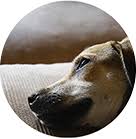 Maybe you would like to learn more about one of these? Gentle Pet Euthanasia At Home In The Uk Cloud 9 Vets