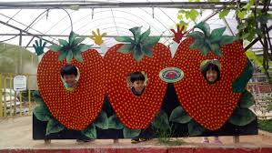 Cameron highlands strawberry farm is another attraction that you should not miss. 2017 Drive From Singapore To Thailand Day 14 The Big Red Strawberry Farm Little Lion S Lifebook