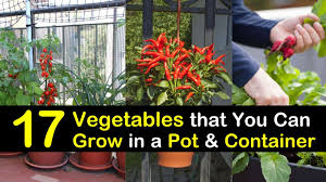 Maybe you would like to learn more about one of these? 17 Vegetables That You Can Grow In Pots And Containers