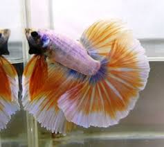 Betta Bettas Bettaakapes Plakat Plakets Siam Fighting World Halfmoon Hm Hmpk Super Deltas Greatbetta Giants Giant Betta Fish Betta Halfmoon Betta