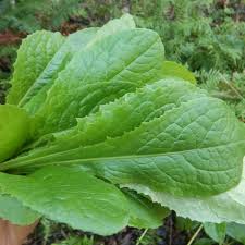 Image result for Lactuca setosa