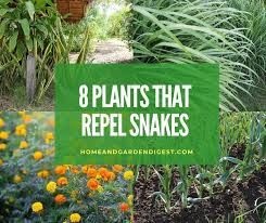 Keep your yard clear of clutter. Top 8 Plants That Repel Snakes Natural Snake Repellent Hdg