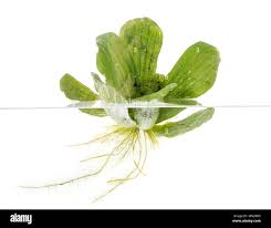 Image result for Pistia
