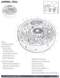 Labeling An Animal Cell Worksheet Typical Plant And Animal Cells Worksheet In 2020 Cell Diagram Cells Worksheet Animal Cells Worksheet