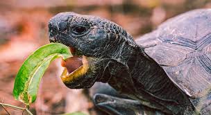 Many turtles have distinct carapace shapes or markings that can be used to identify them. Do Turtles Have Teeth With Pictures And Video Turtleowner Com