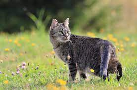 Die kläger hatten den von der katze verscharrten kot zu beweiszwecken wieder ausgegraben. Was Hilft Gegen Katzen Die 6 Wirkungsvollsten Tipps