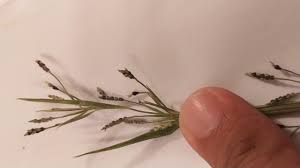 Image result for Hackelochloa granularis