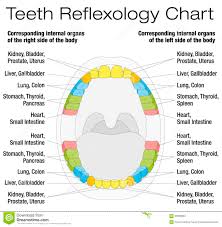 Teeth Reflexology Chart Description Stock Vector