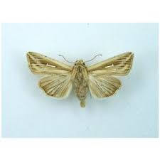 Image result for Photedes minima