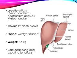 The liver is one of the most important organs in the human body. Gross Anatomy And Histology Of Liver