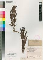 Image result for Eugenia malangensis