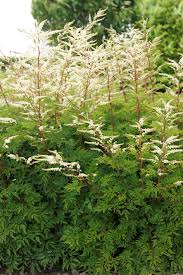 Image result for Gnidia virescens