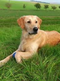 We have found that house calls are a great fit for a wide variety of people and pets. About Our Mobile Practice Charleston Veterinary House Calls