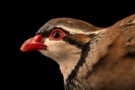 Image result for Alectoris rufa