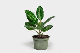 Check spelling or type a new query. Is Ficus Audrey The Next Fiddle Leaf Fig The Strategist