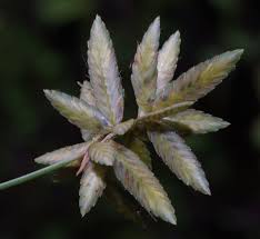 Image result for Pycreus unioloides