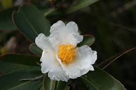 Image result for Polyspatha