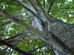 Trees are very important for life. Trees And Your Environment Clean Air Gardening