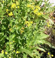 Image result for Senecio latifolius