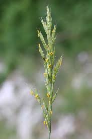 Image result for Bromus  erectus