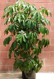 Schefflera Actinophylla House Plant Showy Giant Umbrella Tree Schefflera Actinophylla 30 Seeds Plants Schefflera Actinophylla Umbrella Tree