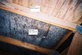 Even if the basement seems dry, it may already be affected by mold and mildew because the fungi could be growing behind walls, underneath furniture or in carpets. Burlington Vermont Mold Remediation Whats In Your Basement Nature S Way Pest Control