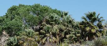 Image result for Wiesneria filifolia