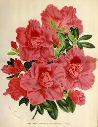 Pin On Rhododendron And Azalea Illustrations