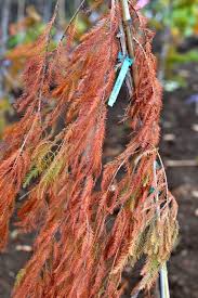 Check spelling or type a new query. Taxodium Distichum Falling Waters Weeping Bald Cypress For Sale