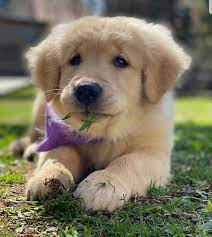 Golden retriever puppies are adorable and if you are buying one of your own, sometimes making a choice can be difficult. Adorable Golden Retrievers For Sale Home Facebook