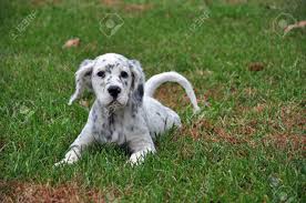 English setter puppies for sale in north carolina, usa, page 1 (10 per page) puppyfinder.com is your source for finding an ideal english setter puppy for sale in north carolina, usa area. English Setter Breeder In The Mountains Of North Carolina Stock Photo Picture And Royalty Free Image Image 24226423