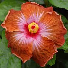 Pin On Hibiscus