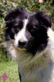 Border Collie Rescue Of Northern California Collie Rescue Border Collie Rescue Border Collie