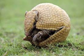 Resultado de imagen de fotos de animales en peligro de extinción