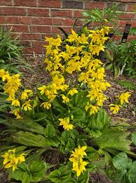 Image result for Calanthe
