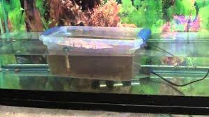 Low Stress Way To Move Betta Fry To The Grow Out Tank