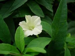 Image result for Merremia quinquefolia
